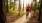 man riding bike in the woods